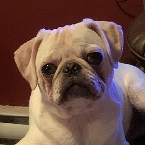 Meet your Posher, Bonnie